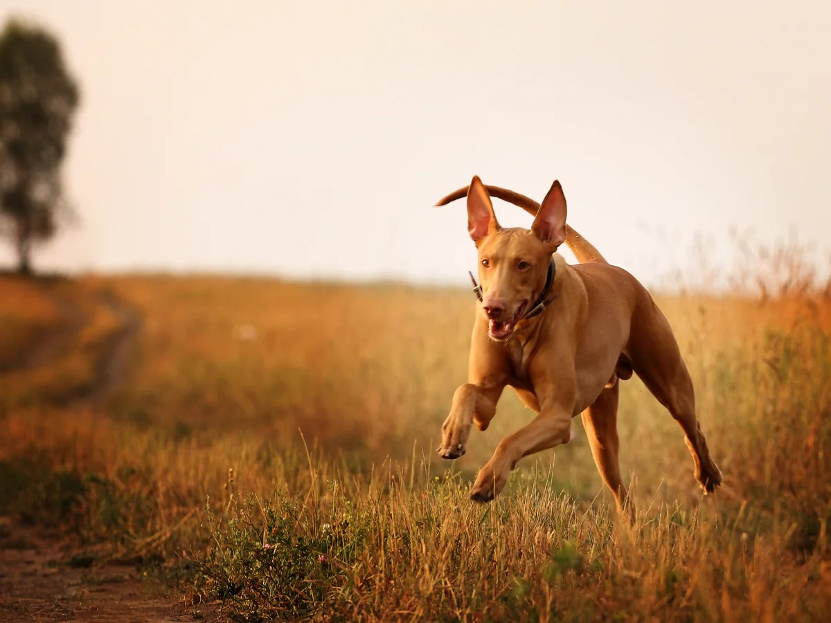 Chien du Pharaon fauve courant dans un champ