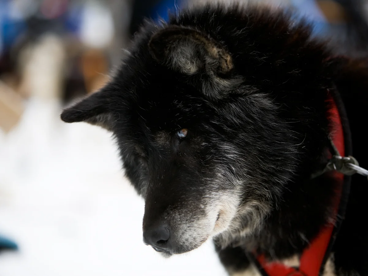 Chien esquimau canadien au pelage sombre photographié de profil