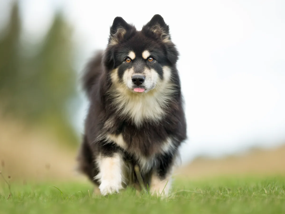 Chien finnois de Laponie noir et crème marchant dans l’herbe