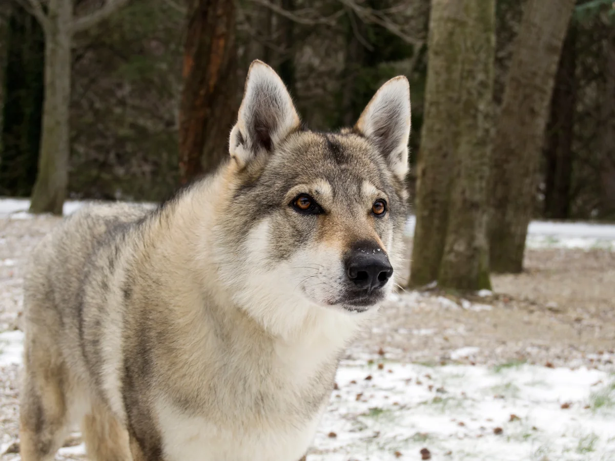 Chien-loup tchécoslovaque photographié dans un paysage hivernal