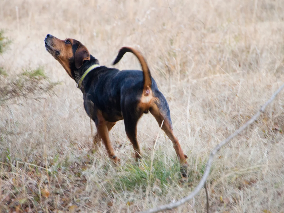 Chien noir et feu pour la chasse au raton laveur en extérieur