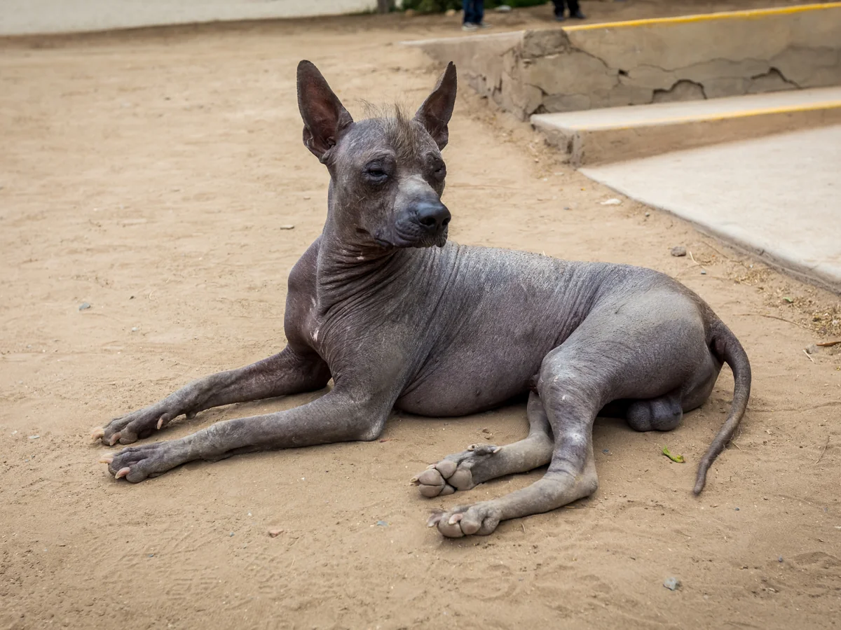 Chien nu du Pérou couché en extérieur