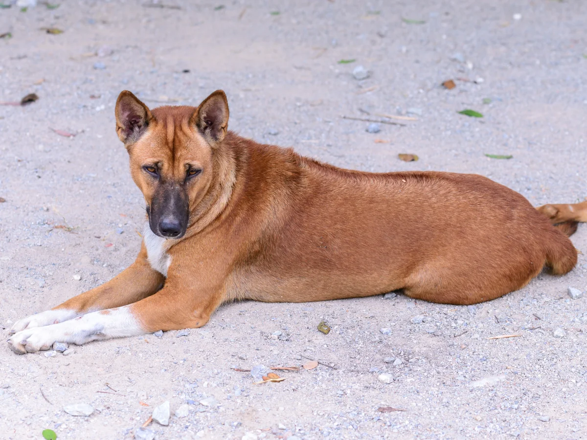 Chien thaïlandais à crête dorsale fauve couché au sol