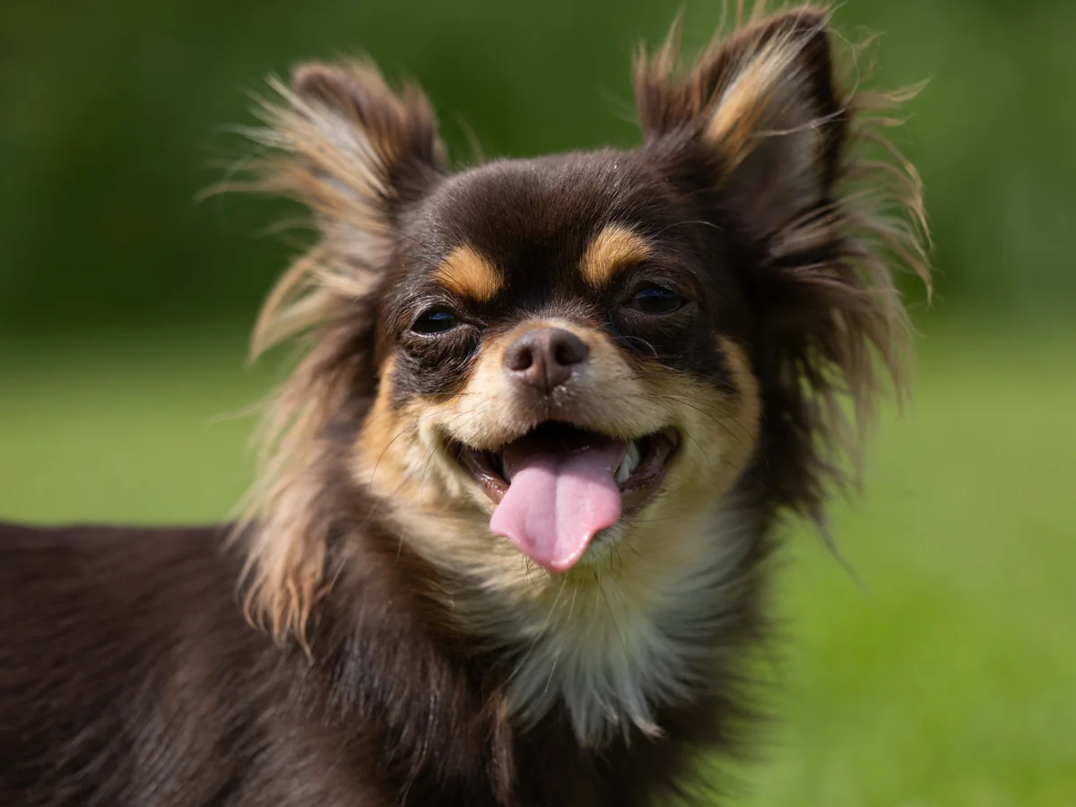 Chihuahua à poil long photographié en portrait