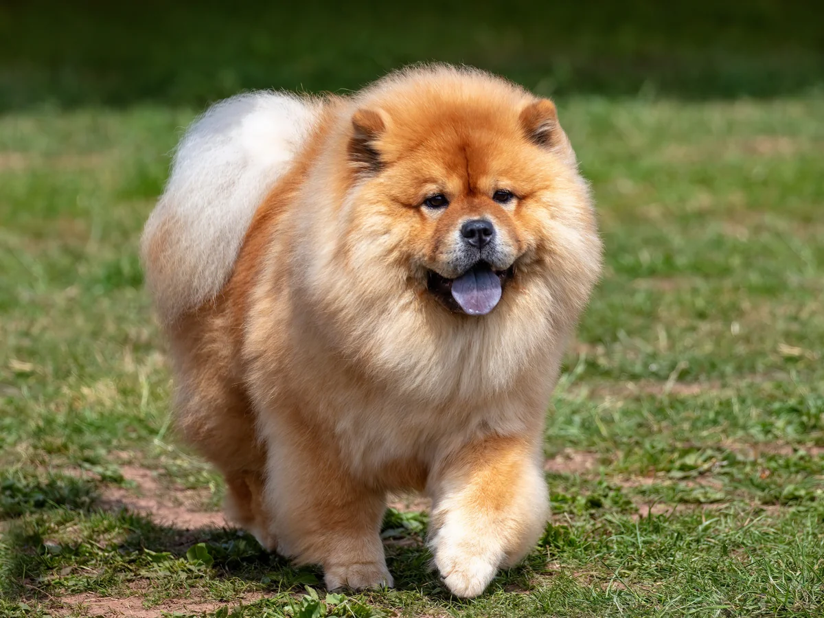 Chow Chow fauve marchant dans l’herbe