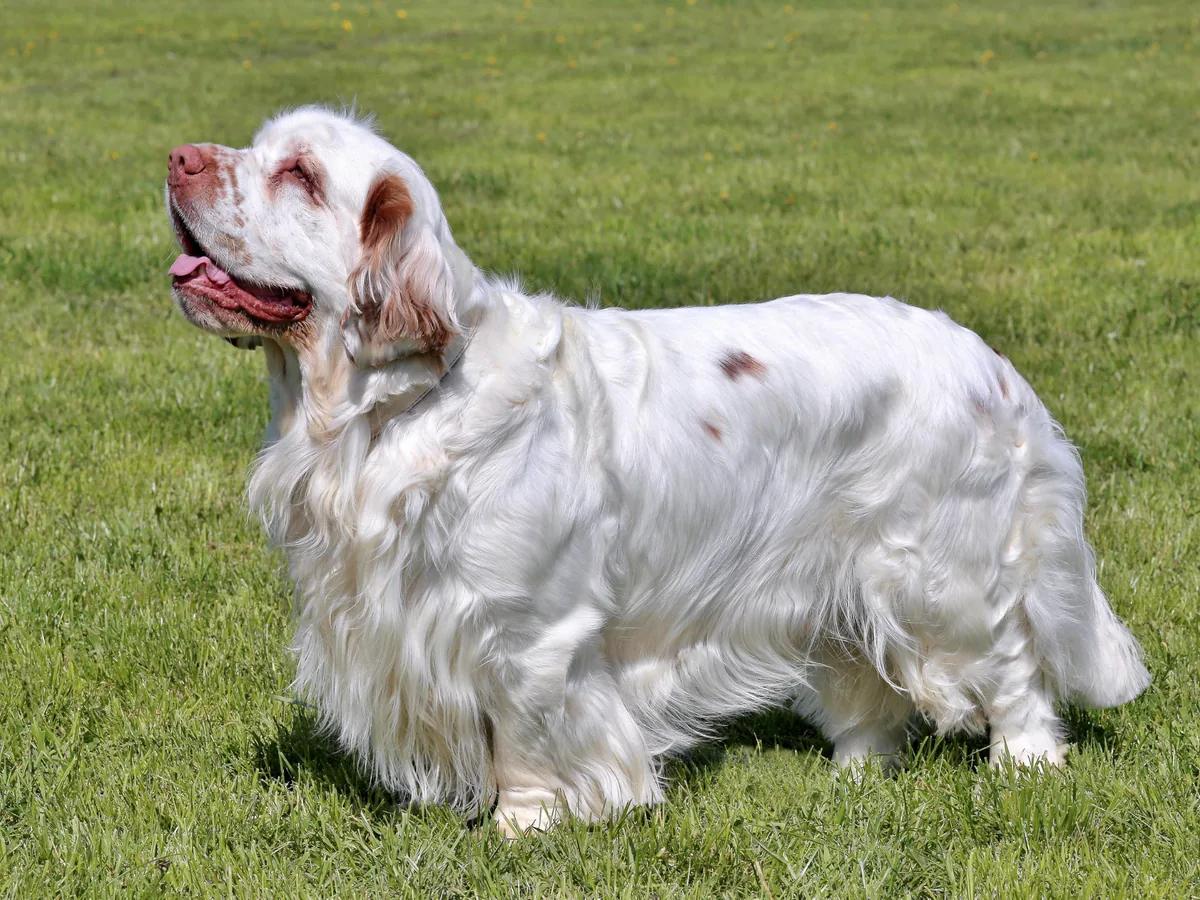 Clumber Spaniel