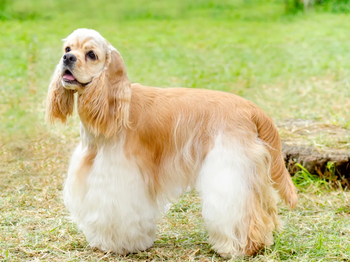 Cocker américain