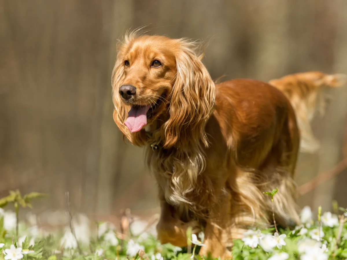 Cocker Spaniel anglais roux dans un jardin fleuri