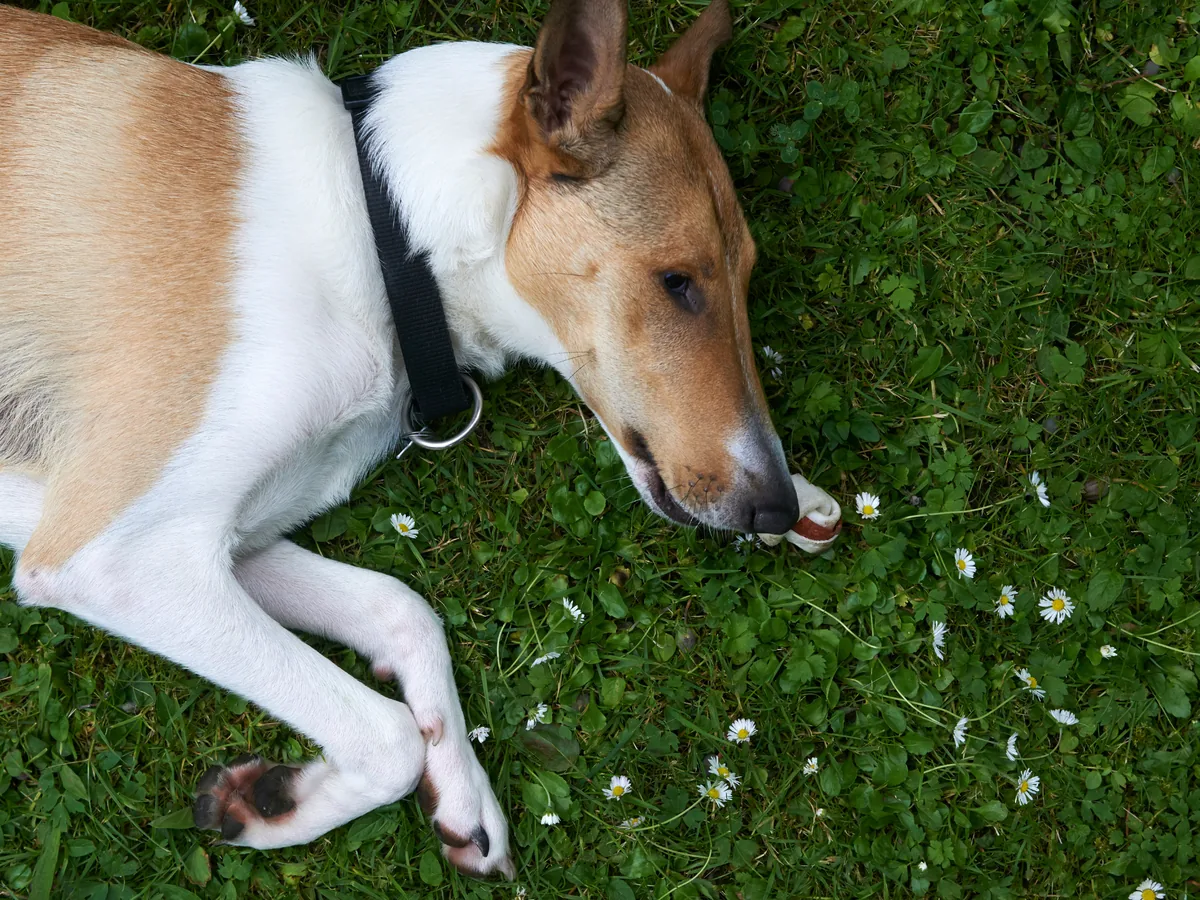 Collie à poil court