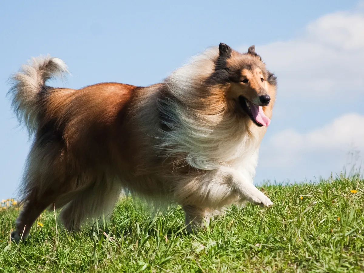 Collie à poil long