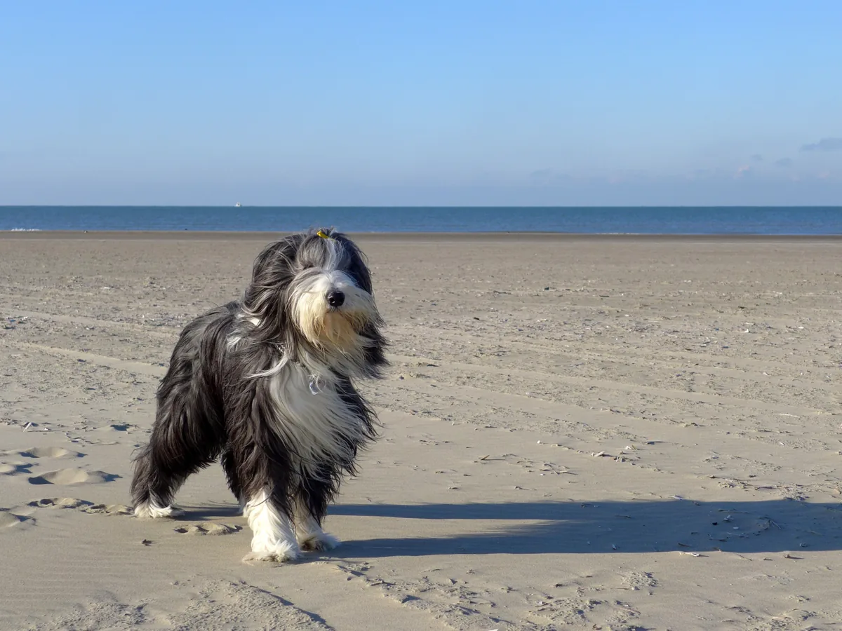 Collie barbu