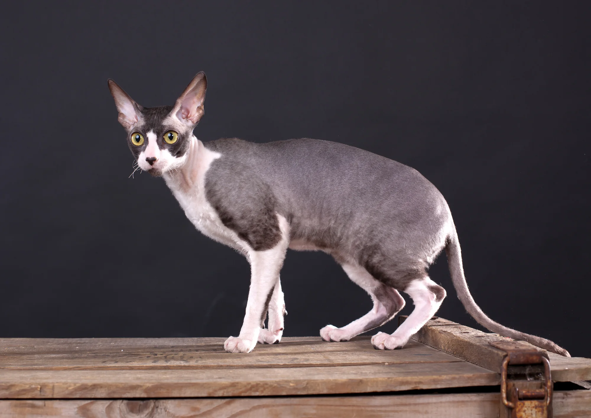 Cornish Rex