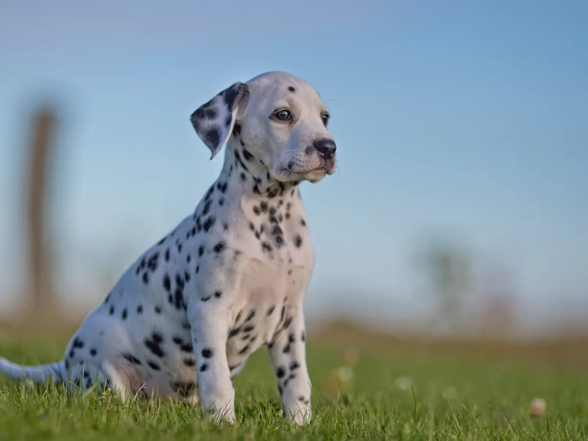 Dalmatien