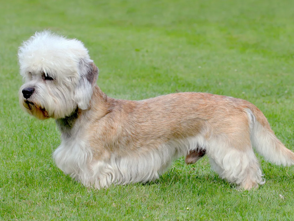 Dandie Dinmont Terrier