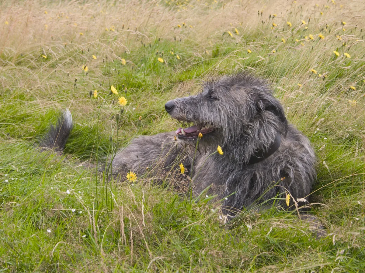 Deerhound