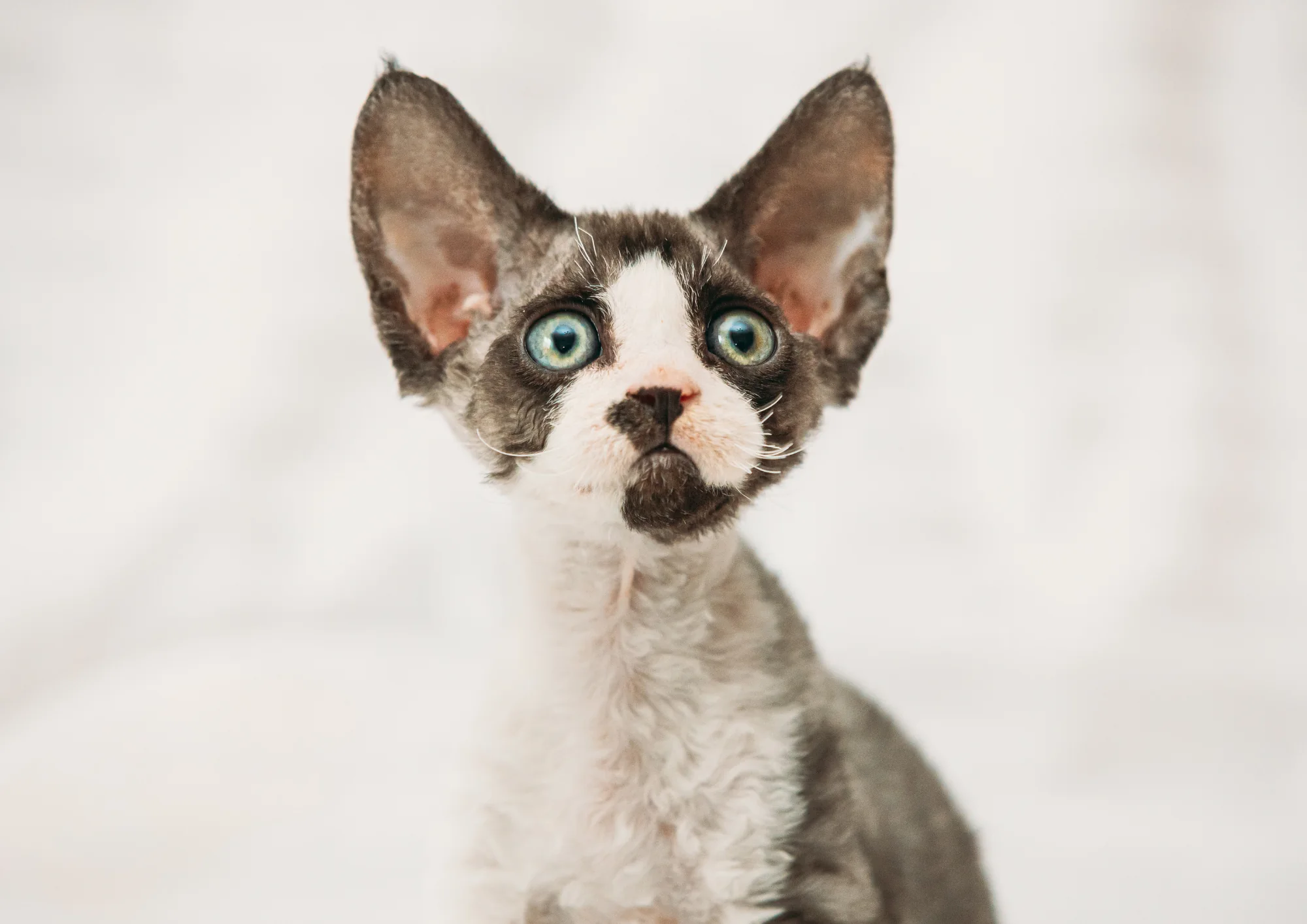 Devon Rex