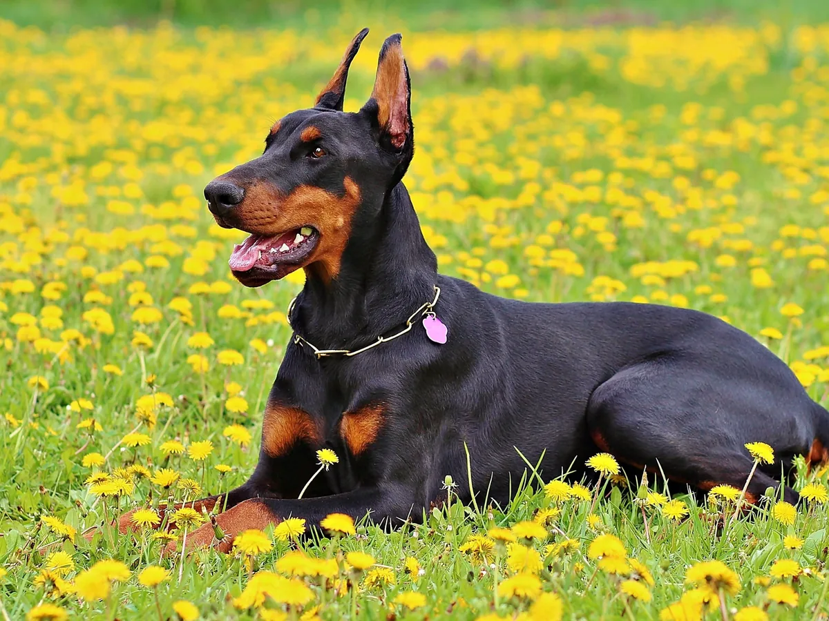 Dobermann