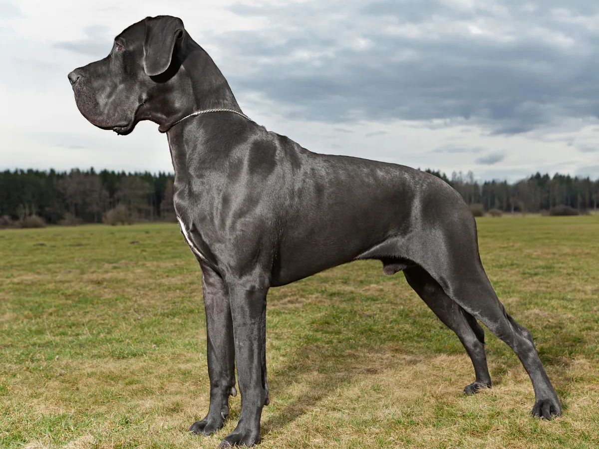 Dogue allemand