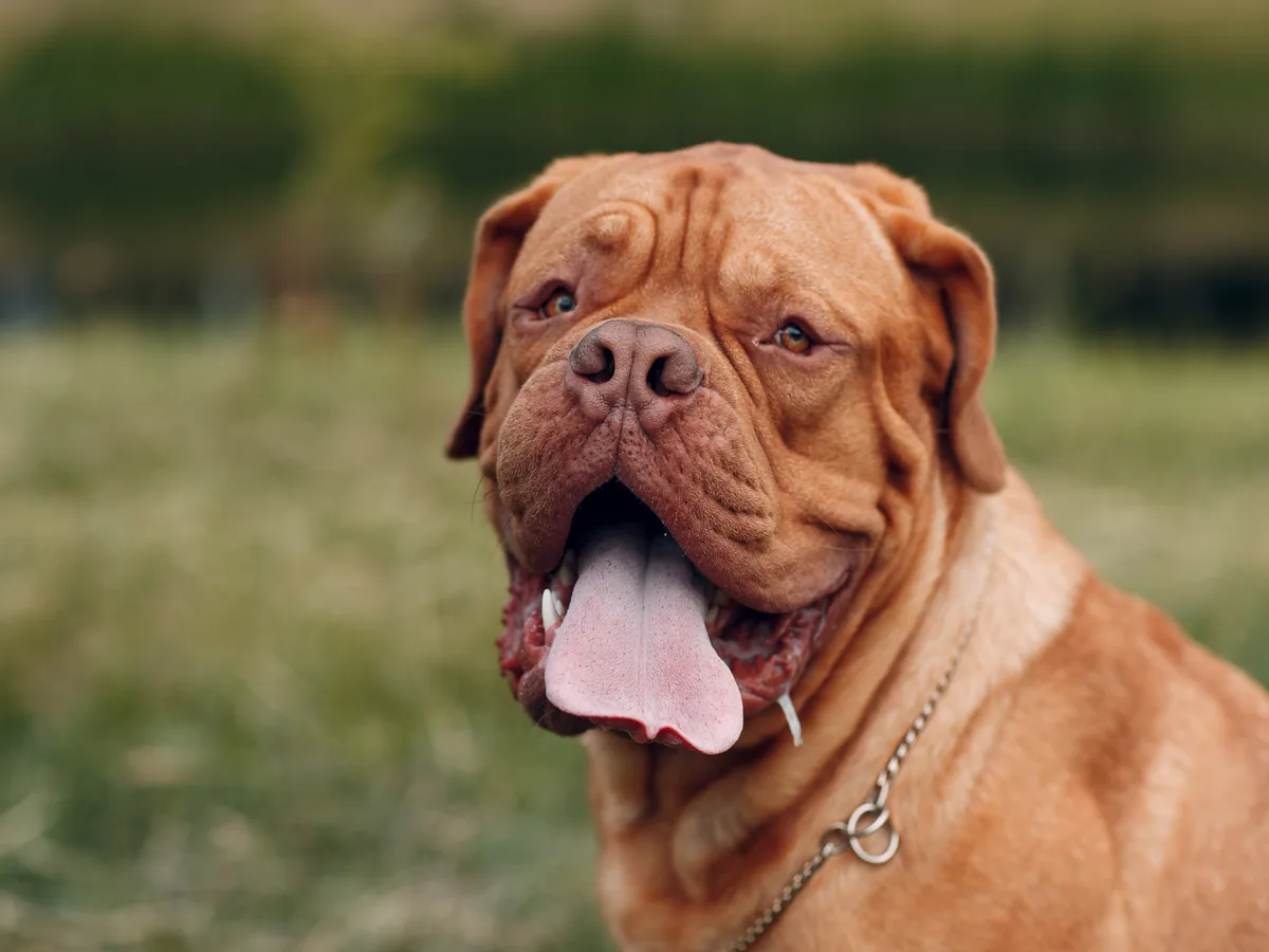 Dogue de Bordeaux
