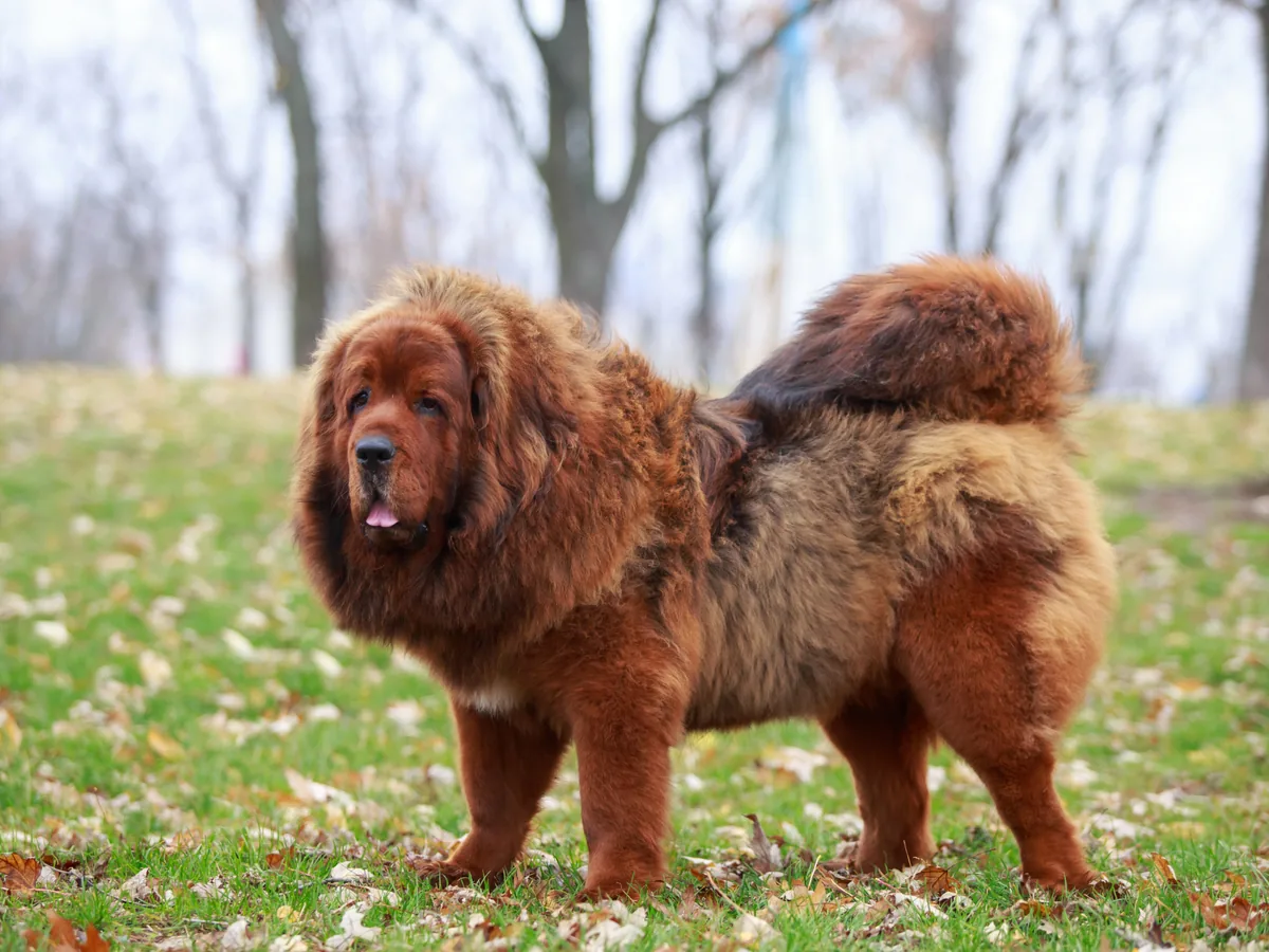 Dogue du Tibet