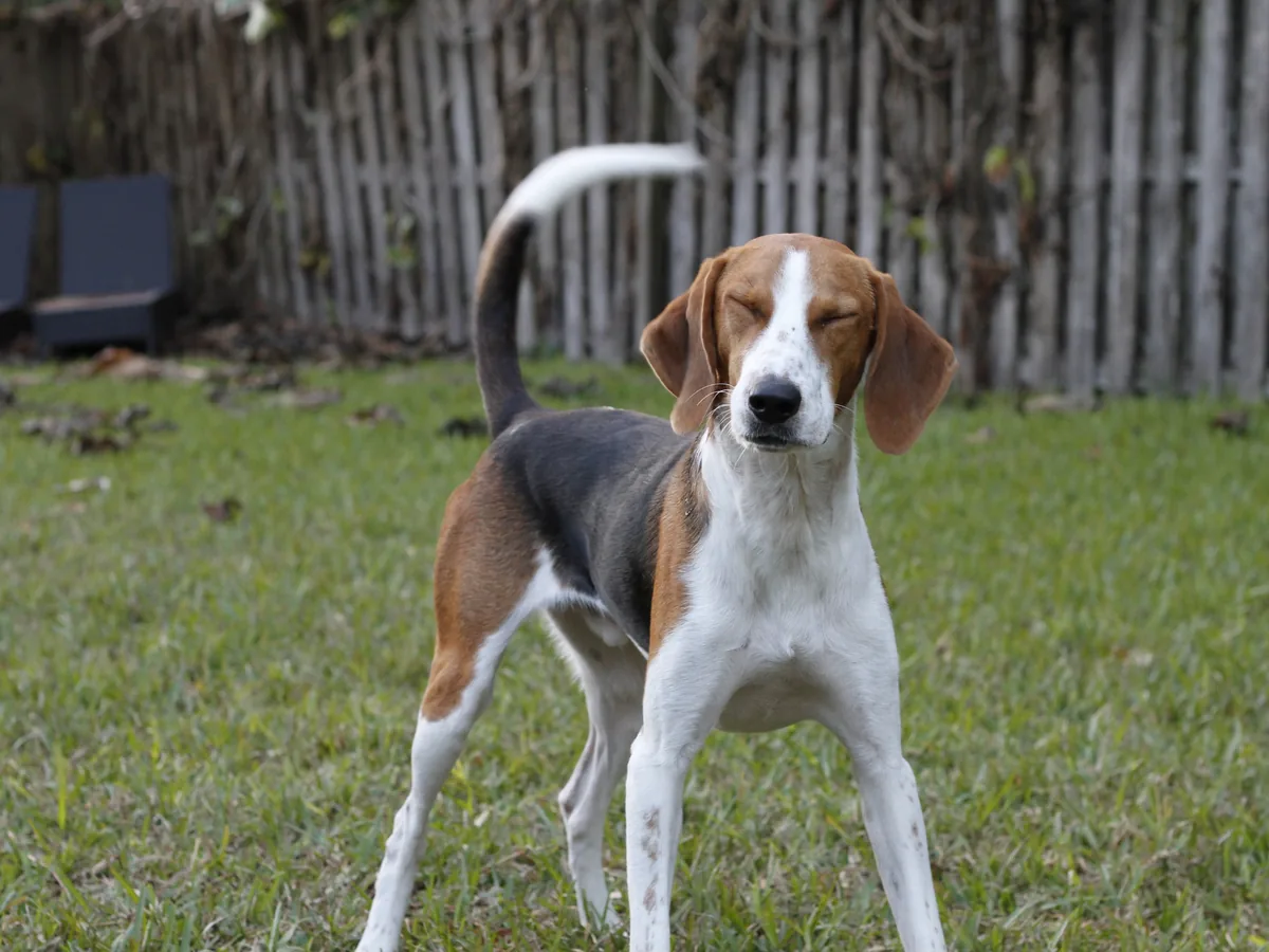 English Foxhound