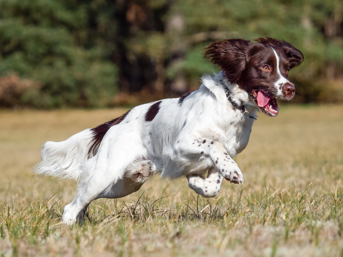 English Springer Spaniel