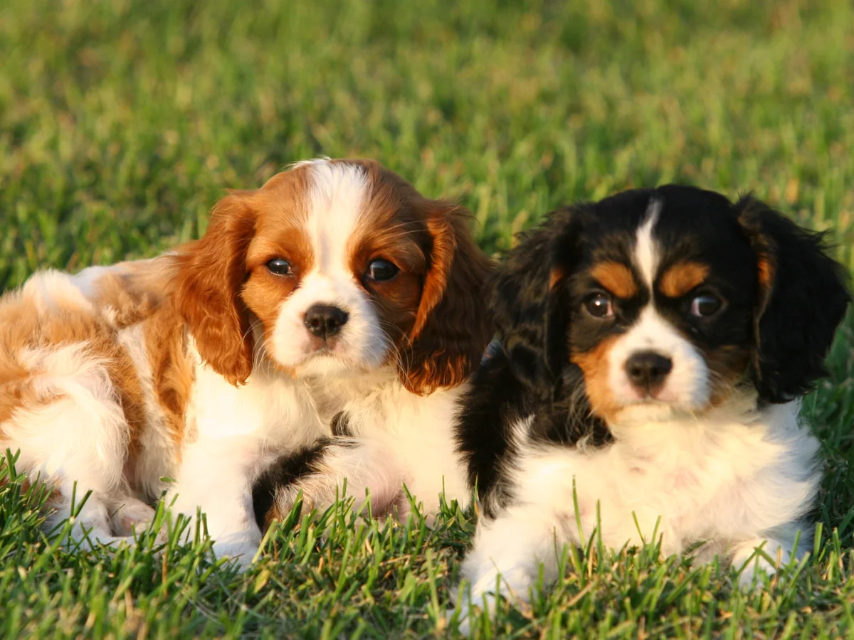 Deux jeunes Épagneuls King Charles dans l’herbe