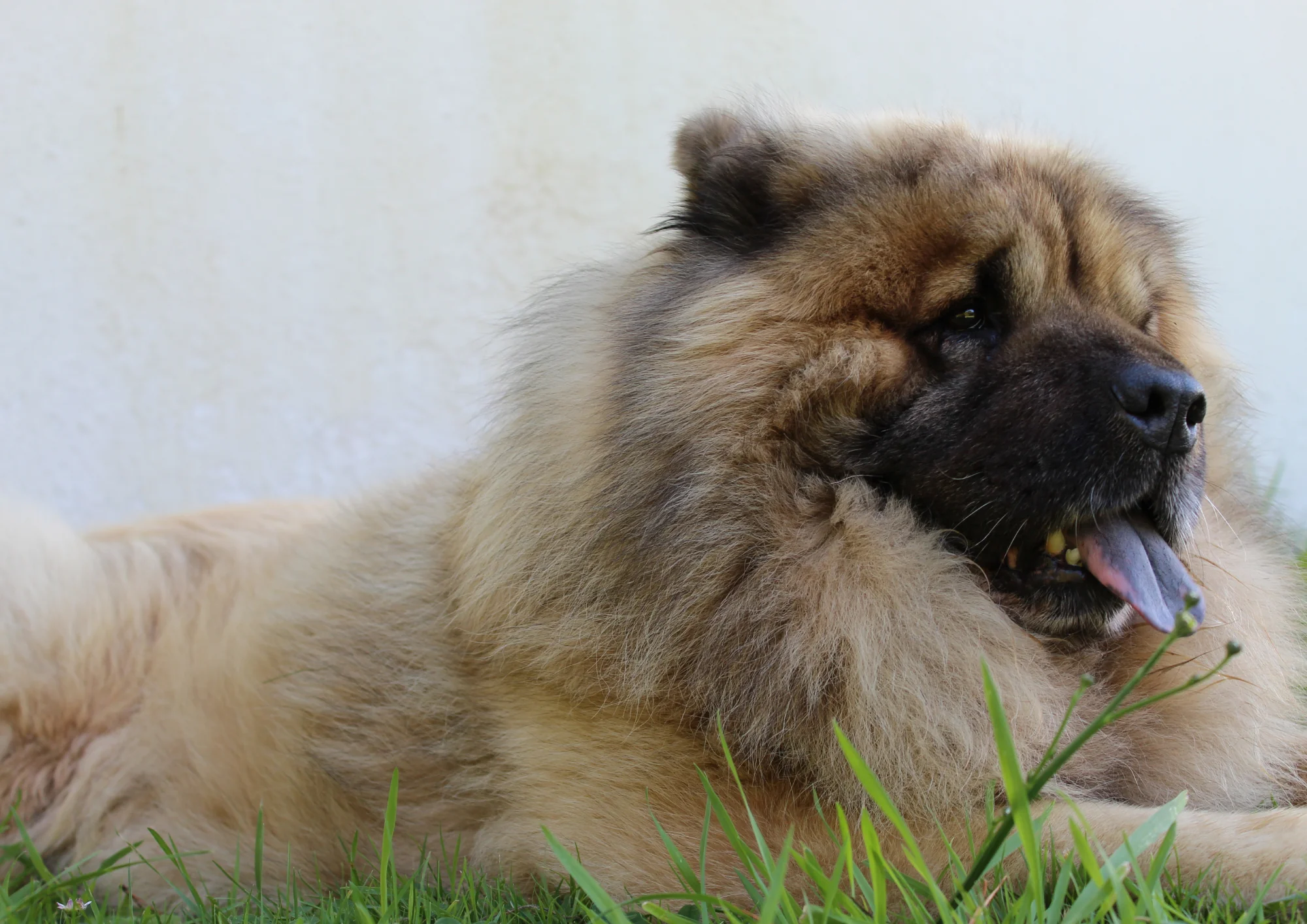 Chien de race Eurasier