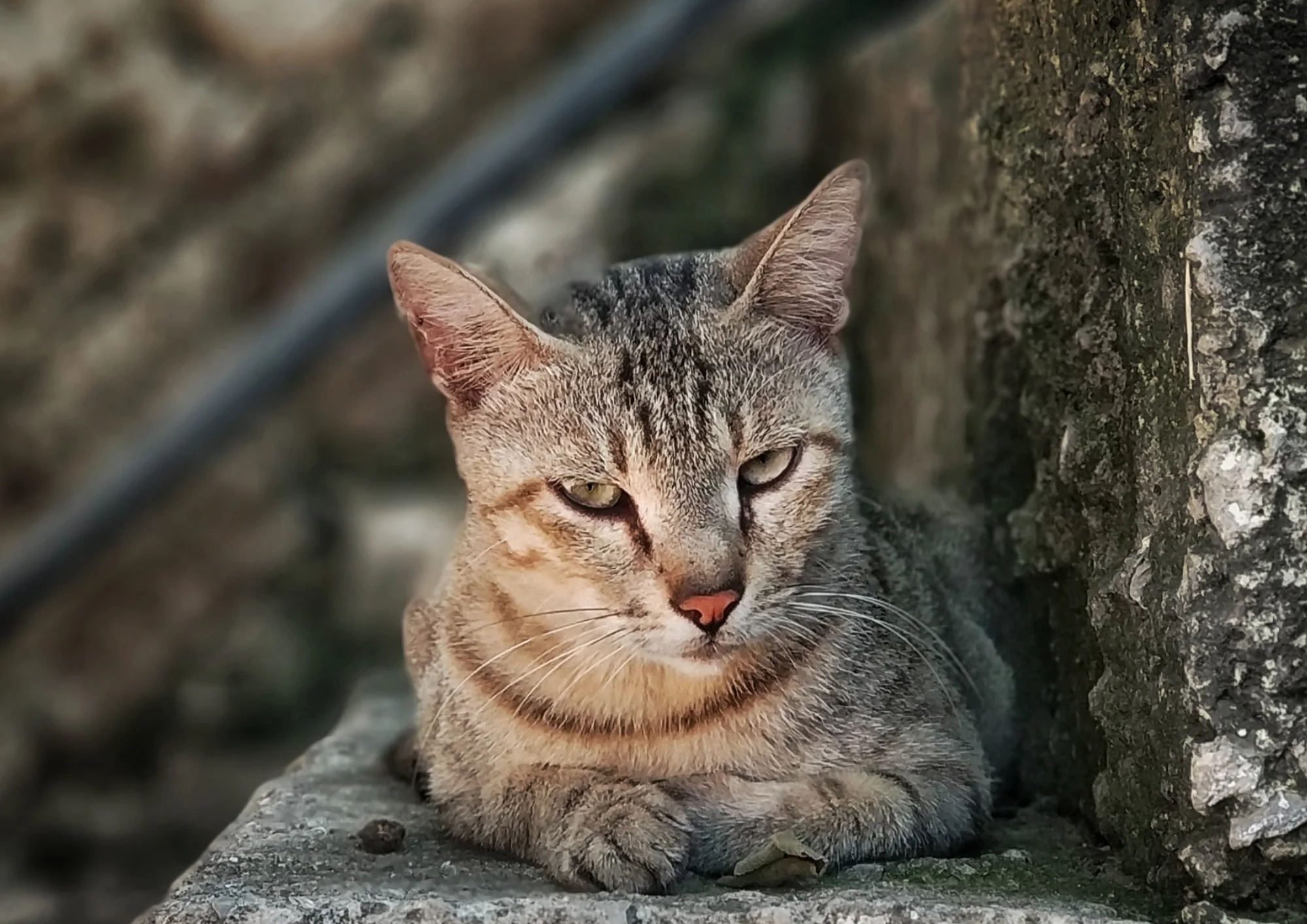 European Shorthair