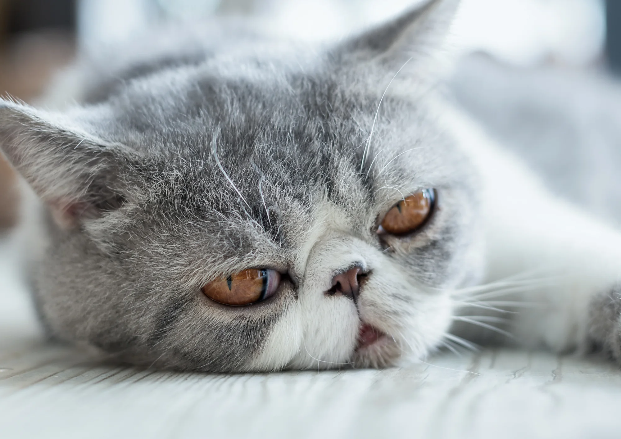 Exotic Shorthair