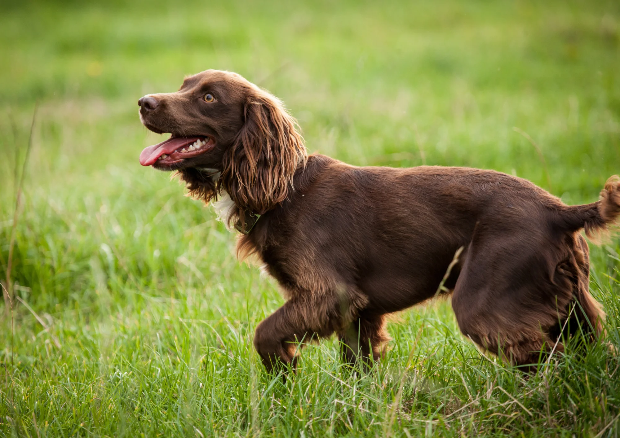 Chien de race Field Spaniel