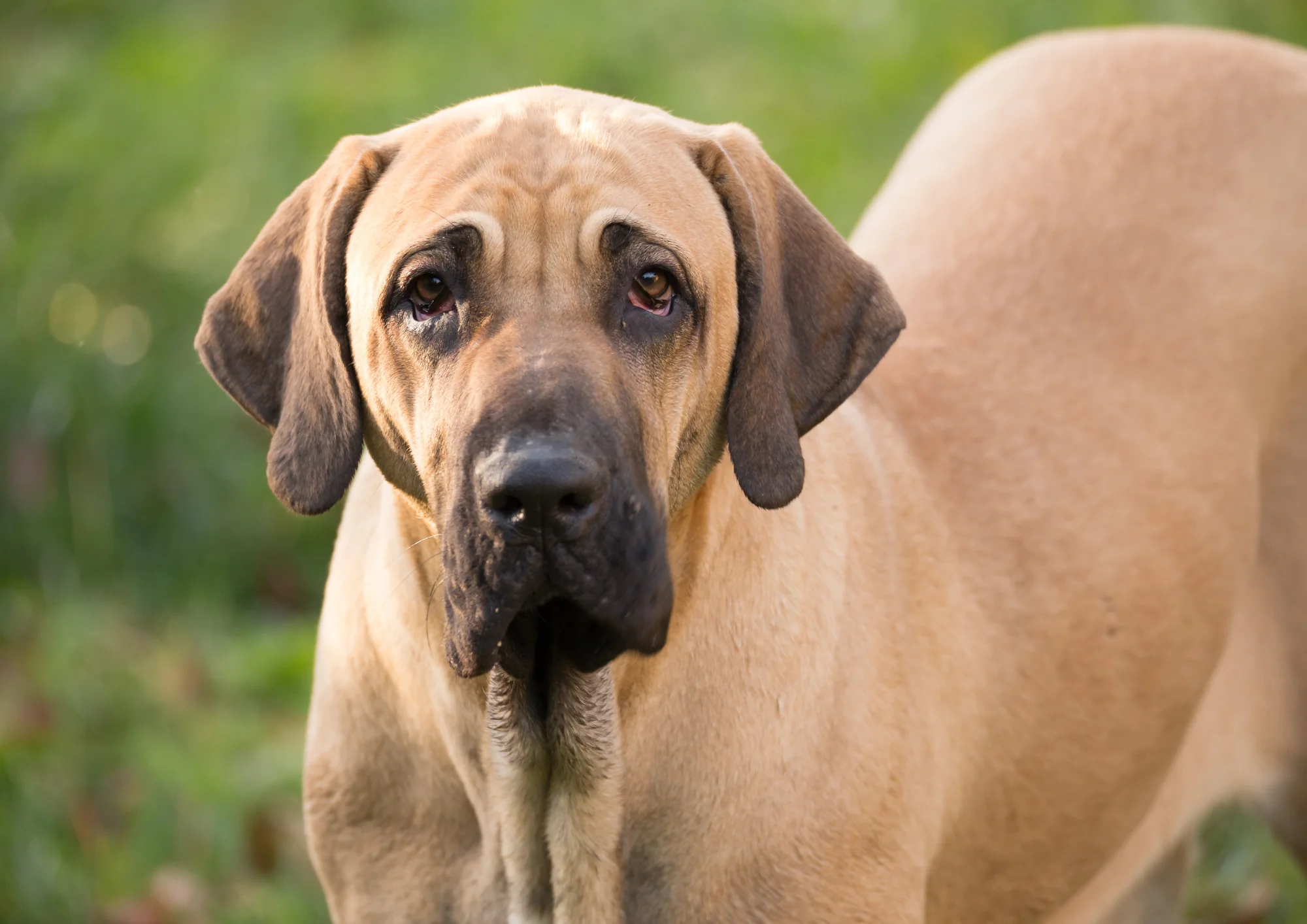 Chien de race Fila Brasileiro