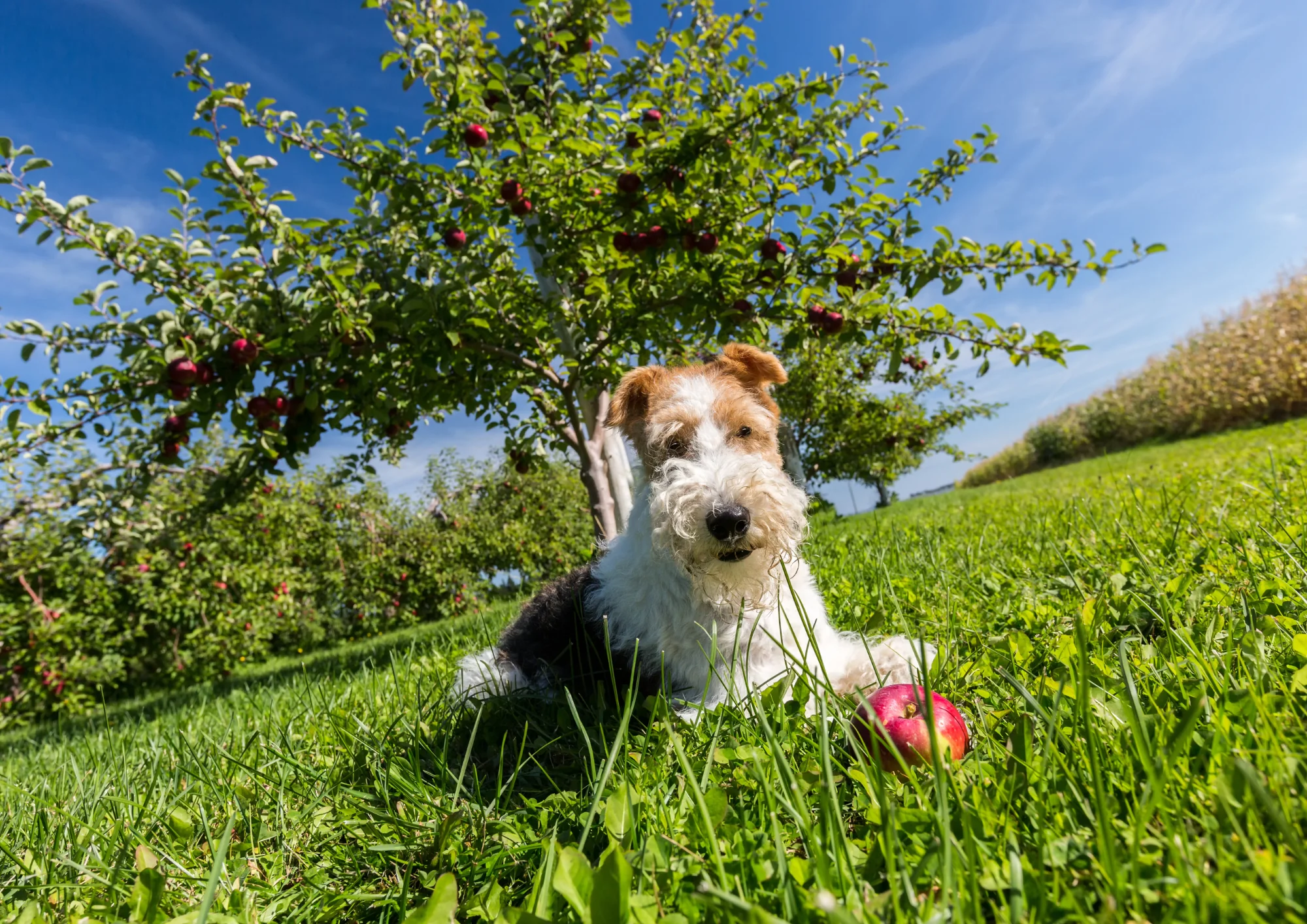 Chien de race Fox-Terrier à poil dur
