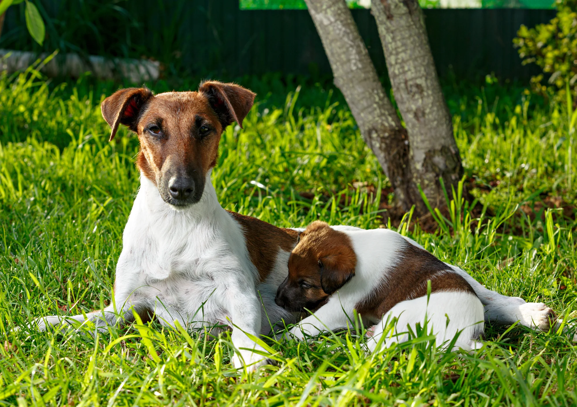 Chien de race Fox Terrier à poil lisse