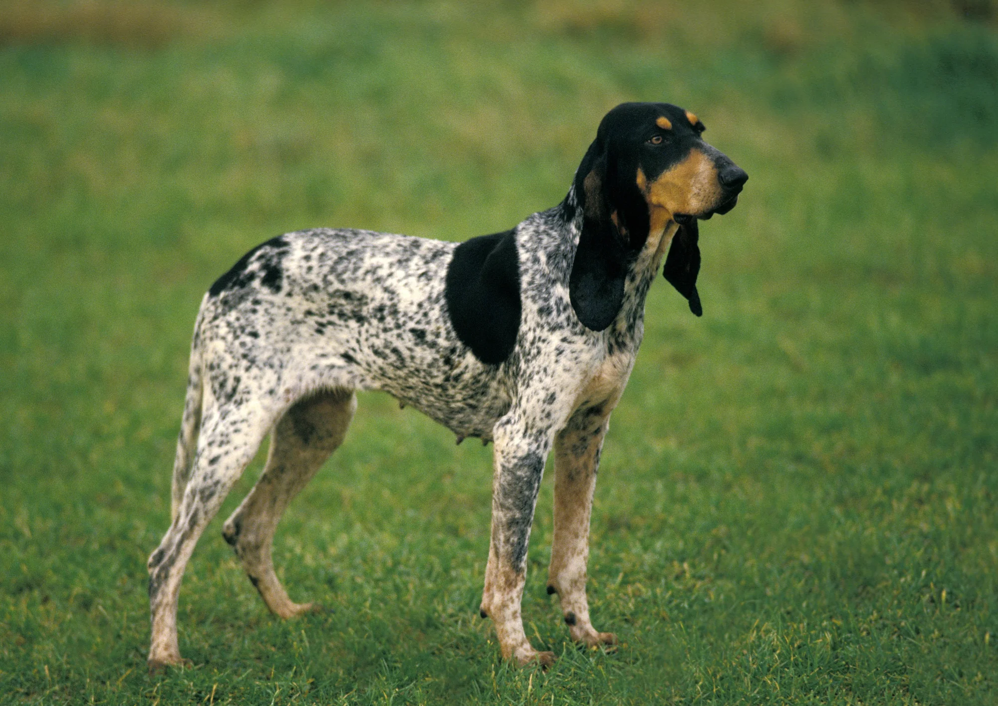 Chien de race Gascon Saintongeois