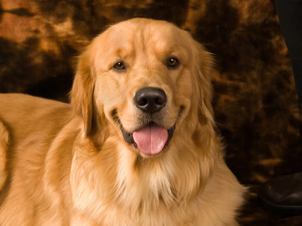Golden Retriever doré en portrait