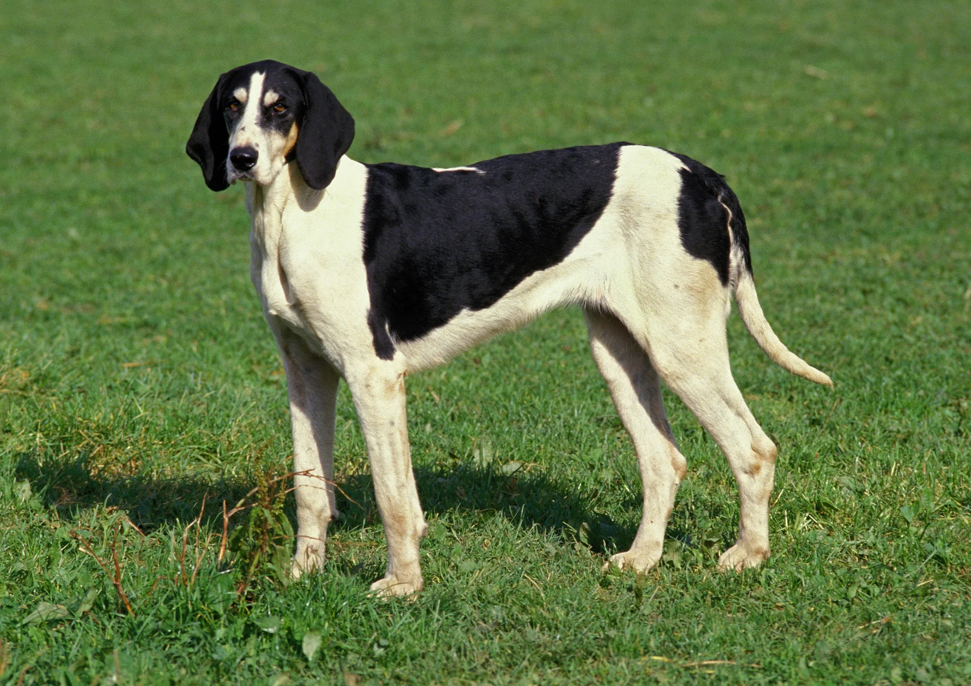 Chien de race Grand Anglo-Français blanc et noir