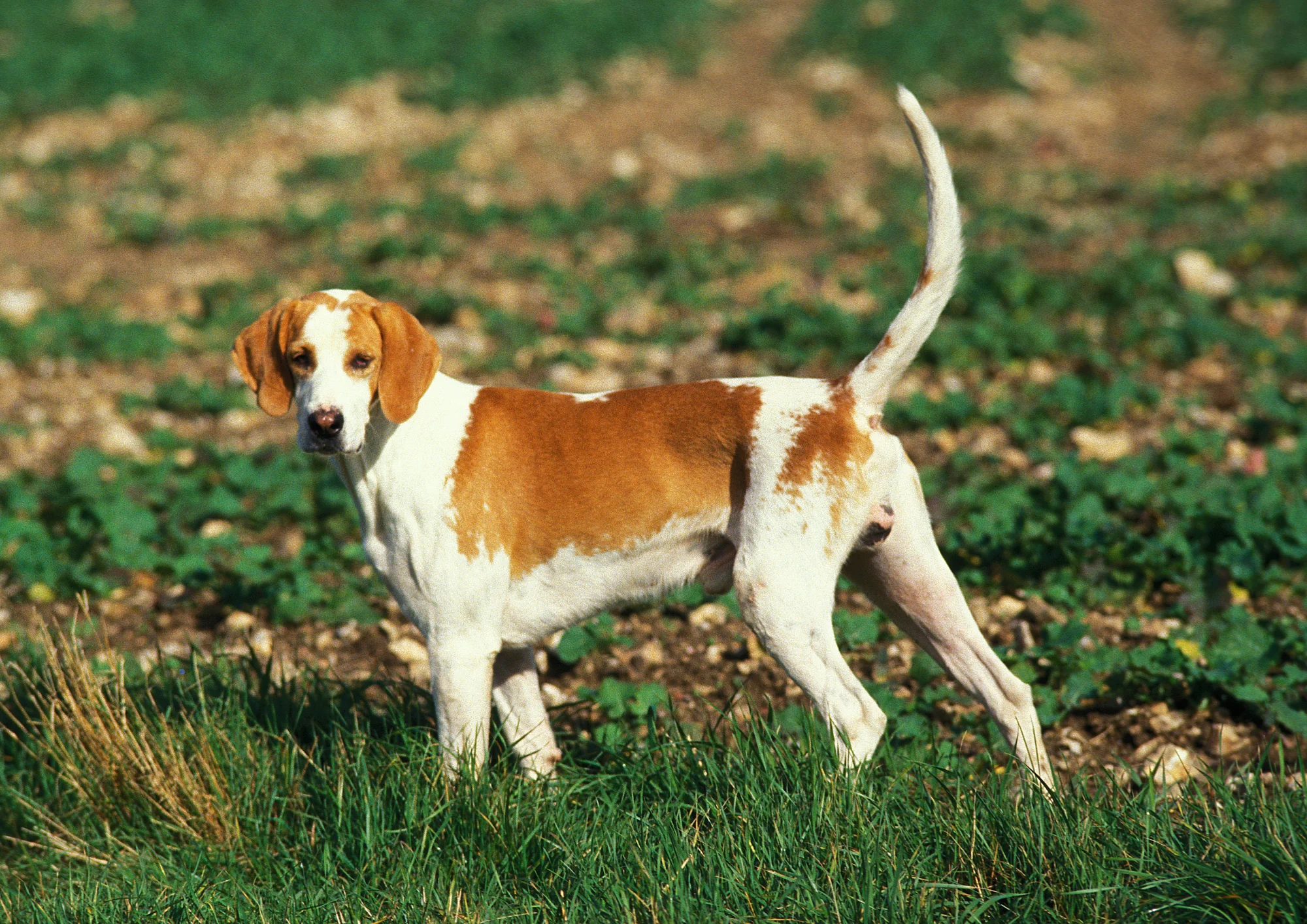 Chien de race Grand Anglo-Français blanc et orange