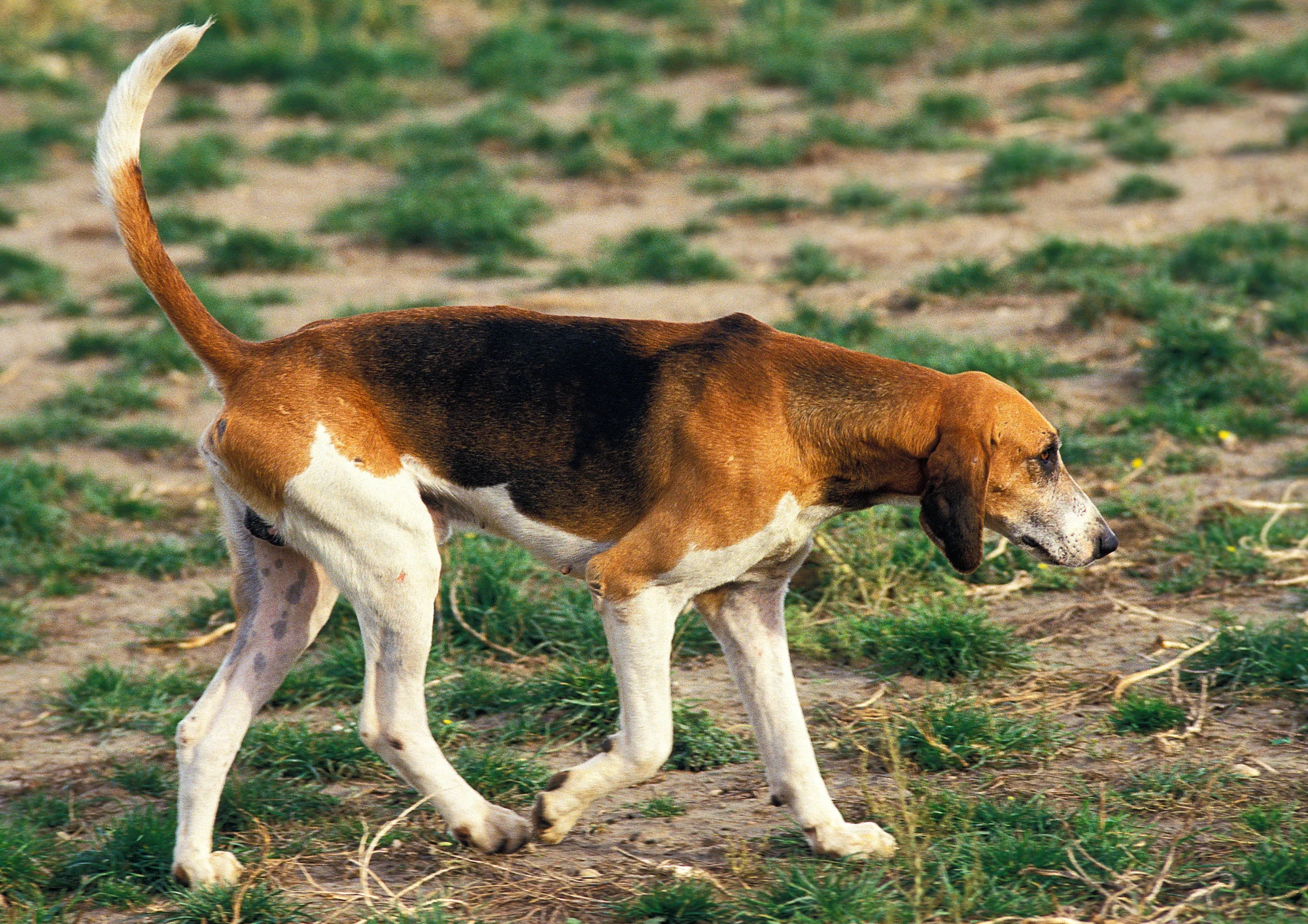 Chien de race Grand Anglo-Français tricolore