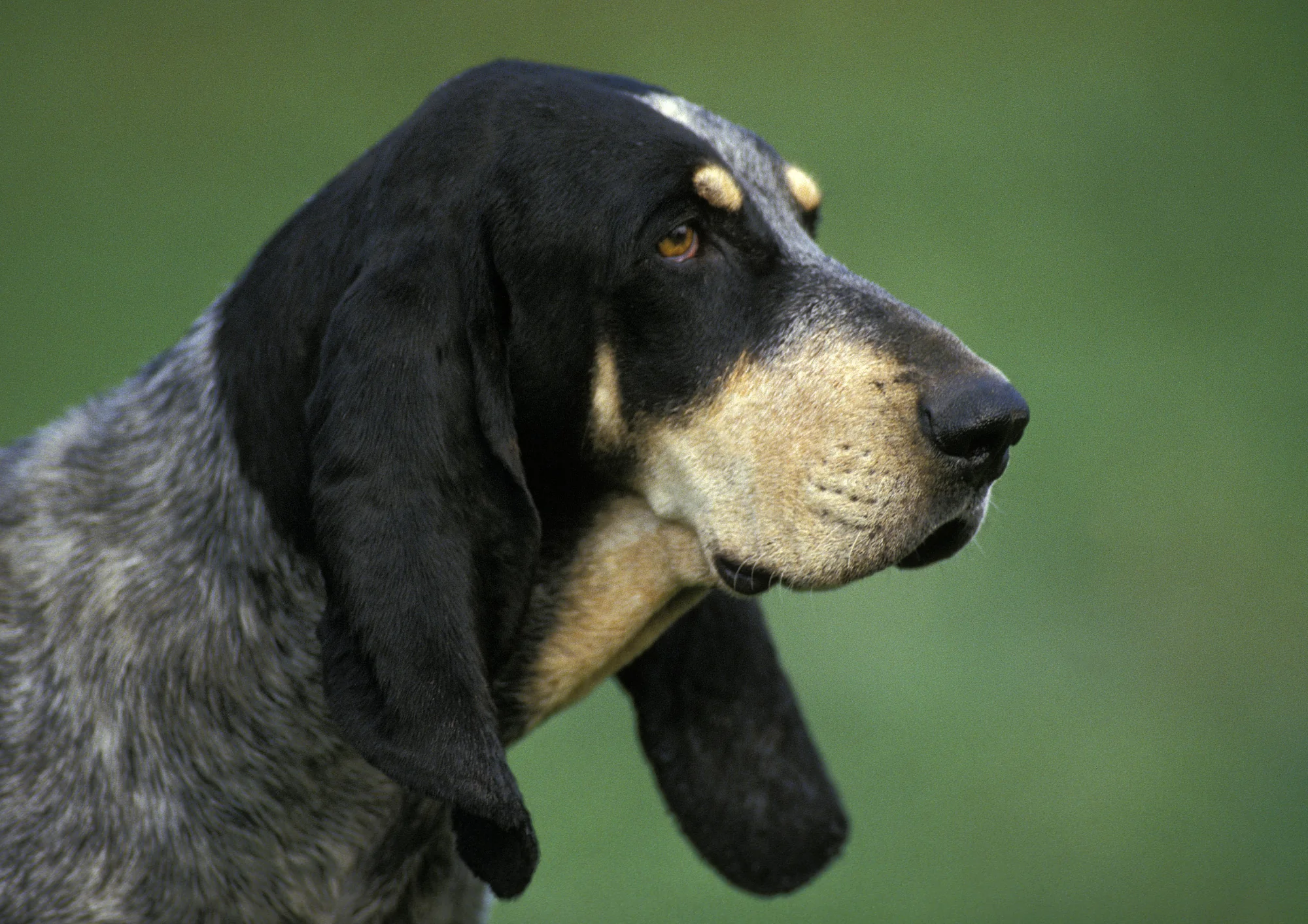 Chien de race Grand Bleu de Gascogne