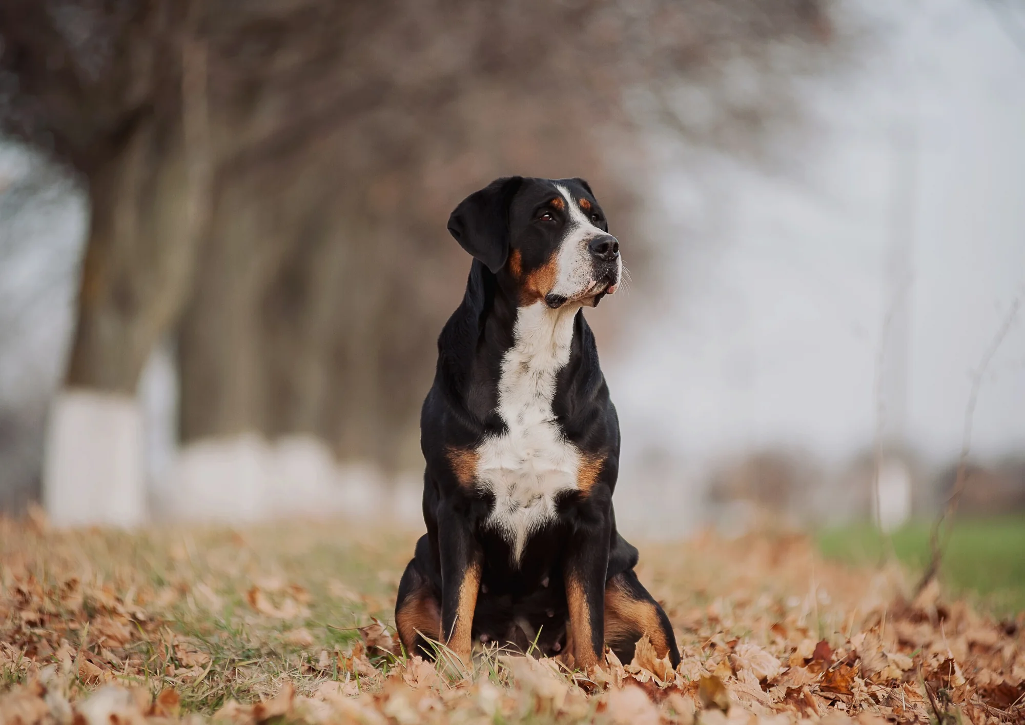 Chien de race Grand bouvier suisse