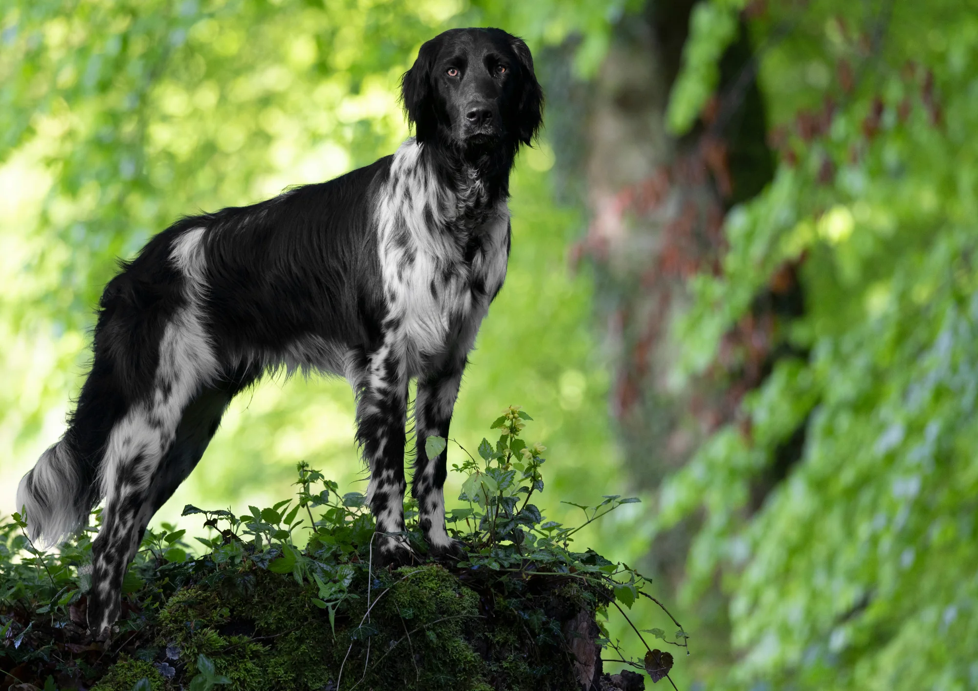 Chien de race Grand épagneul de Münster