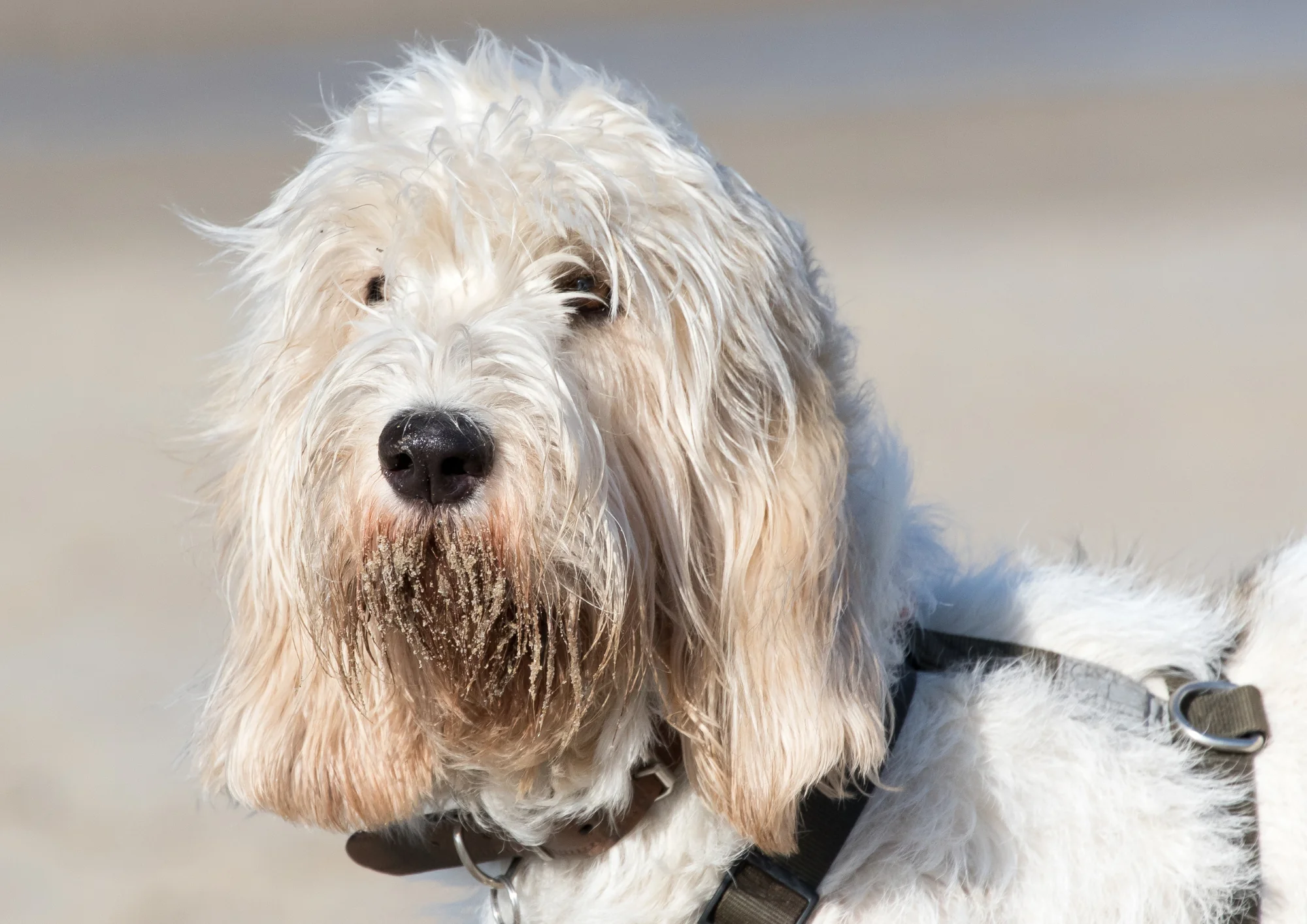 Chien de race Grand Griffon Vendéen