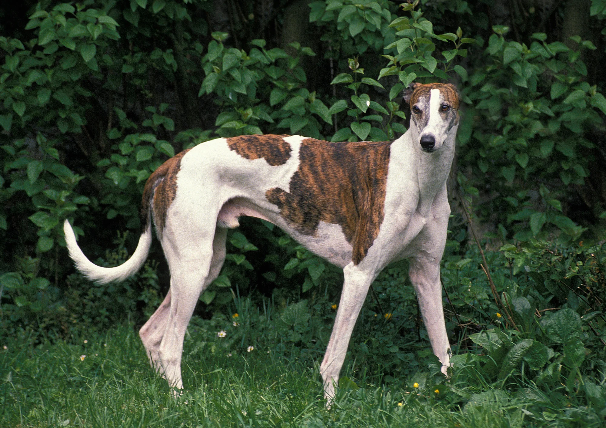 Chien de race Greyhound