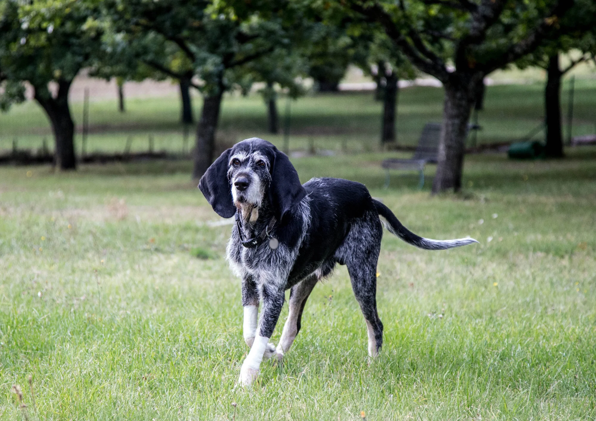 Chien de race Griffon Bleu de Gascogne