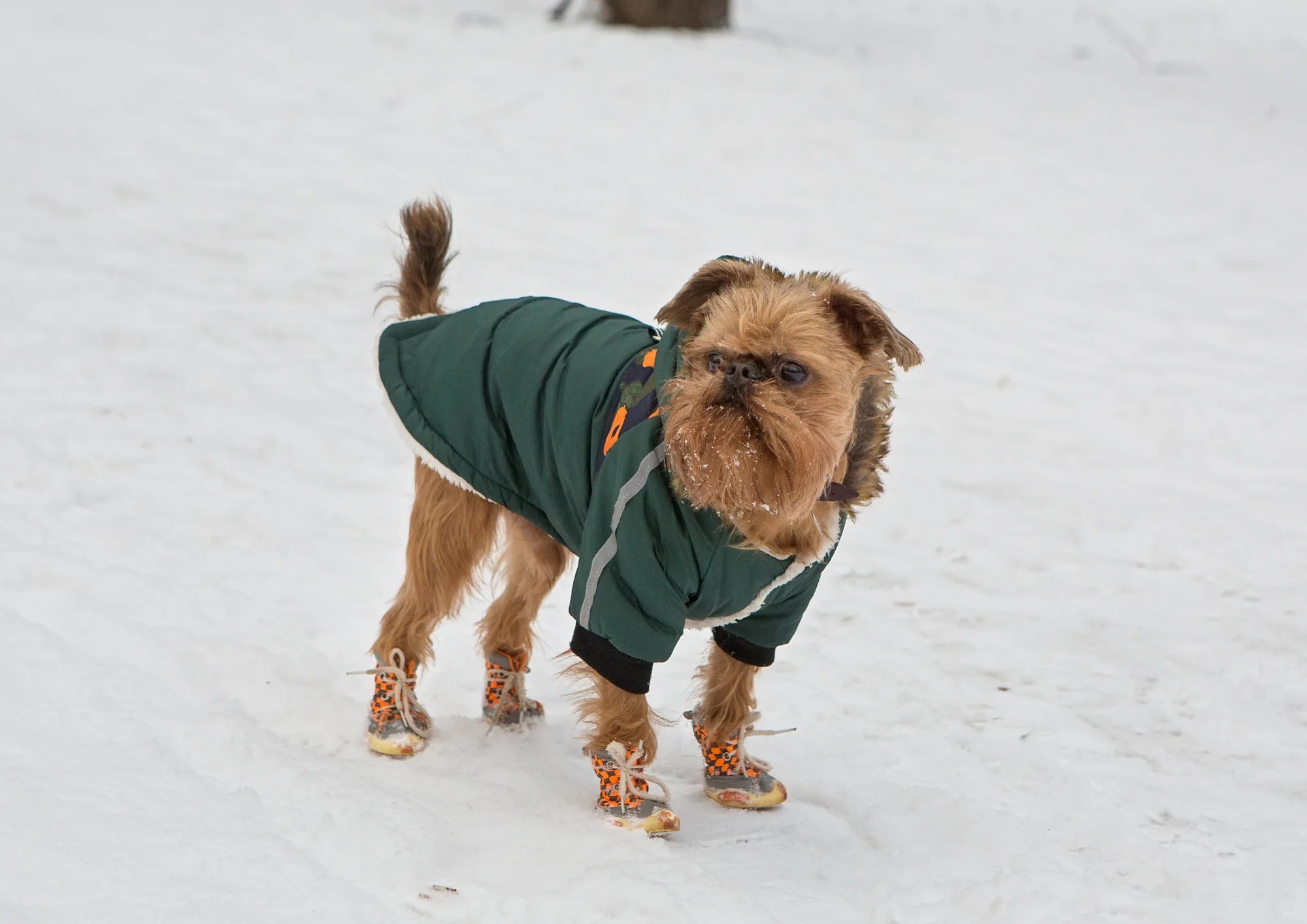 Chien de race Griffon bruxellois