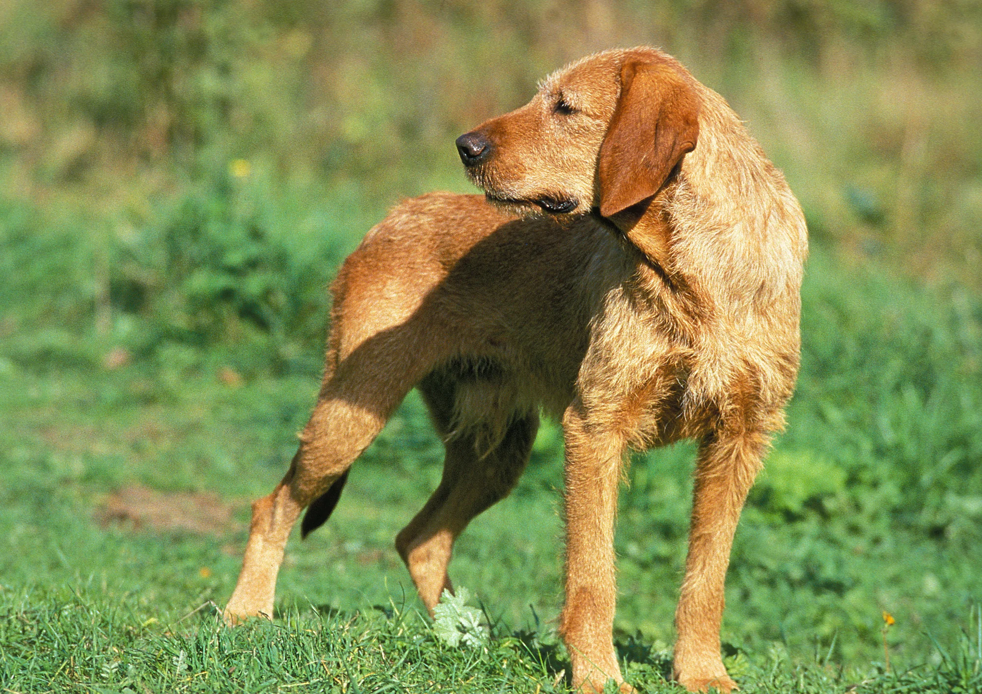 Chien de race Griffon Fauve de Bretagne