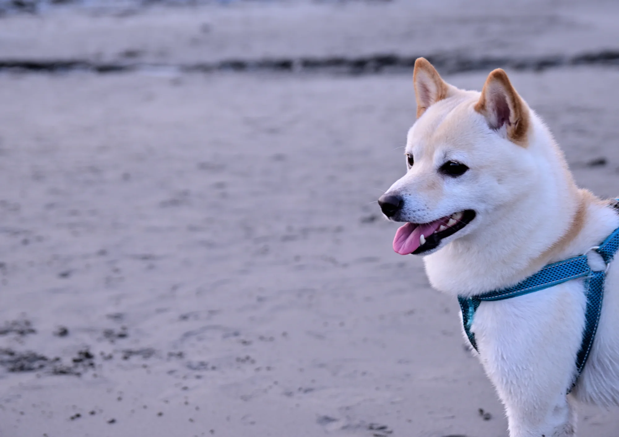 Chien de race Hokkaido