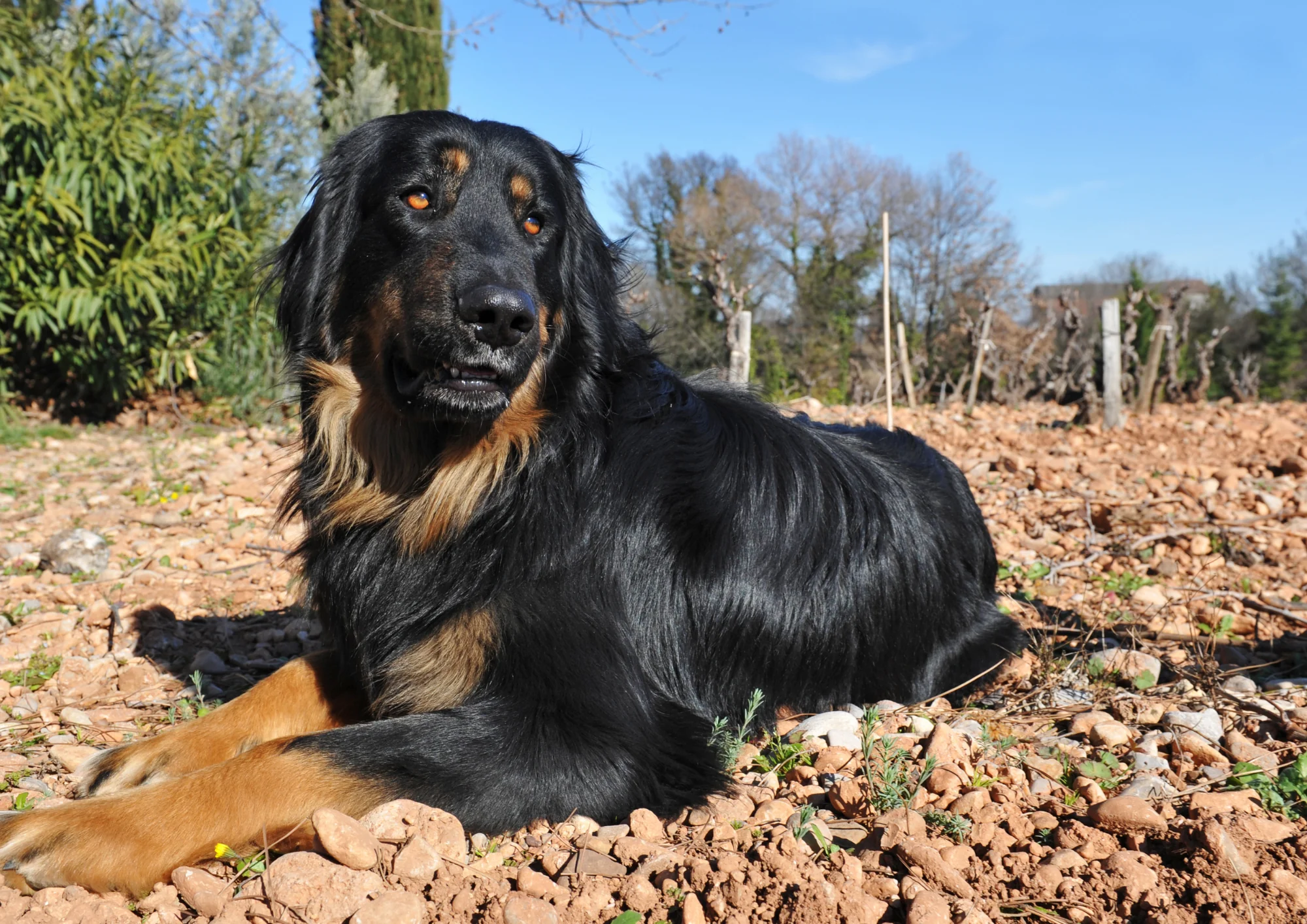 Chien de race Hovawart