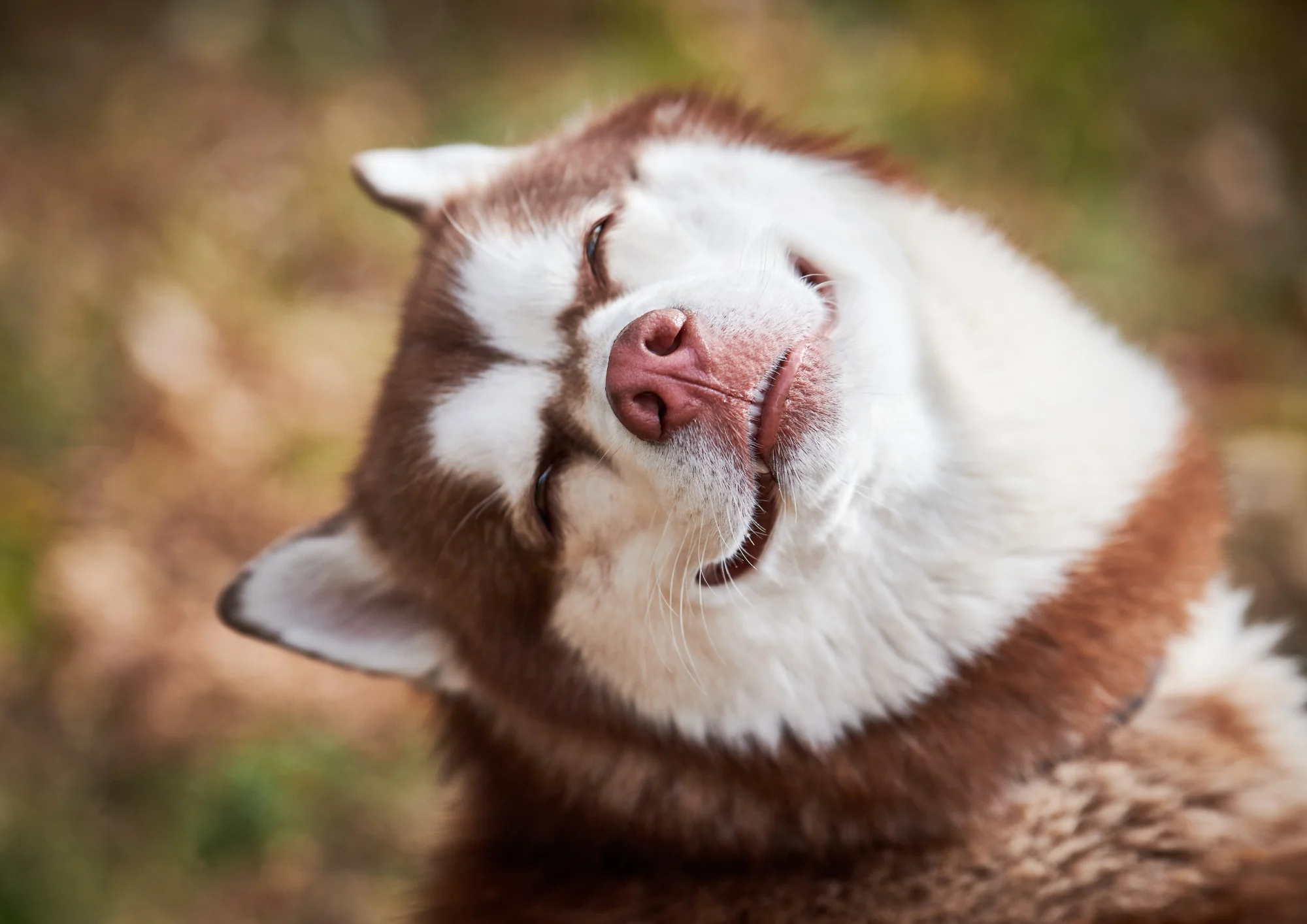 Chien de race Husky de Sibérie